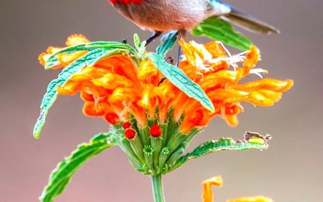 Gansbaai Gaan Bos Gaan Fynbos 1_1